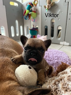 VIKTOR