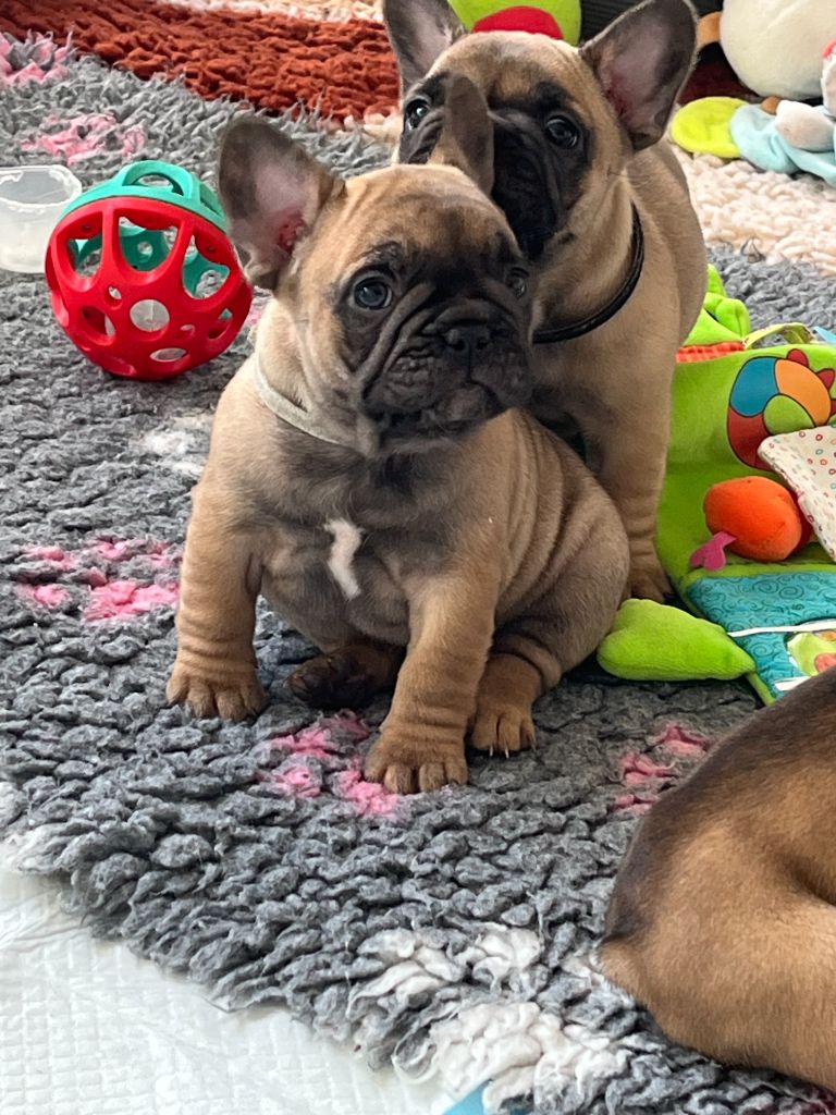 chiot Bouledogue français Elevage du Lac Marin