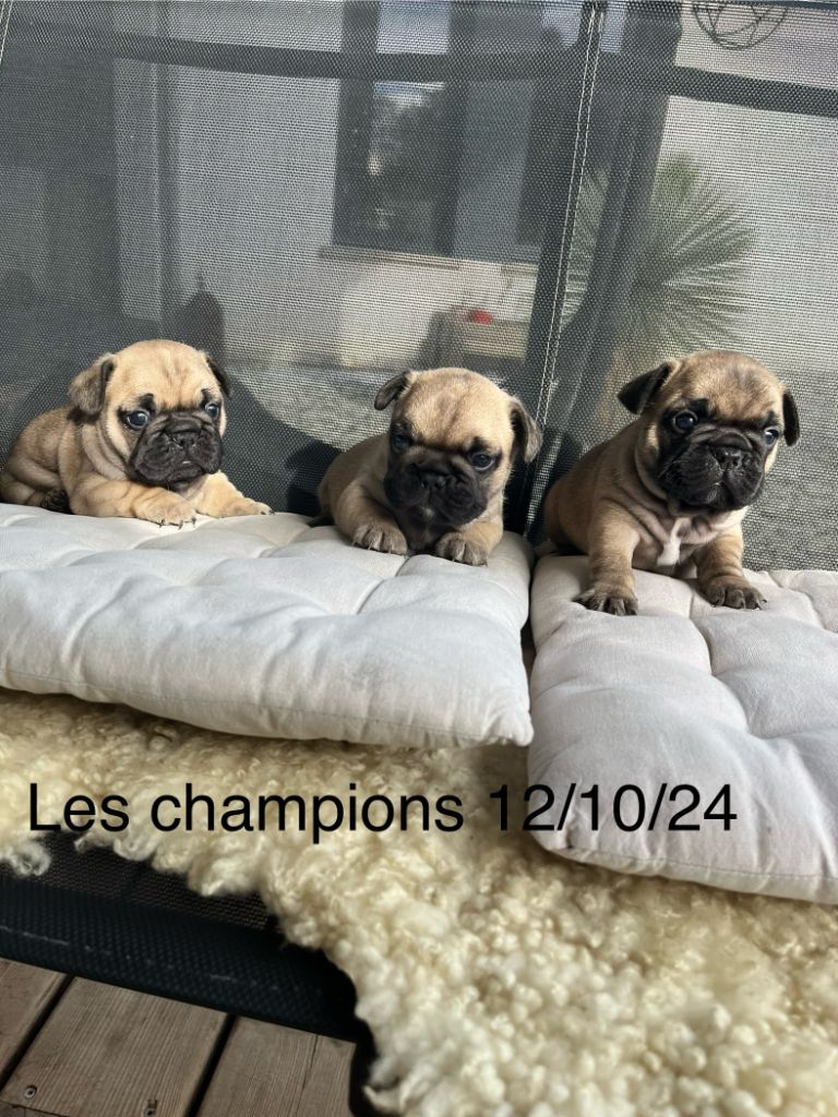 NOS PETITS BOUBOUS