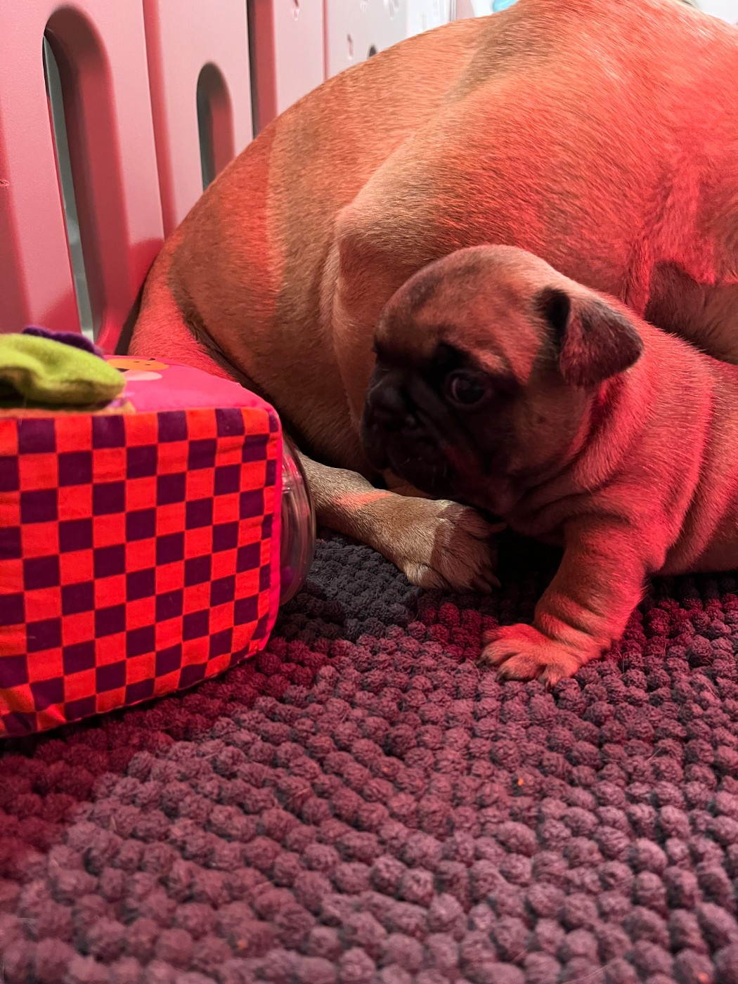 Chiot Bouledogue français Elevage du Lac Marin