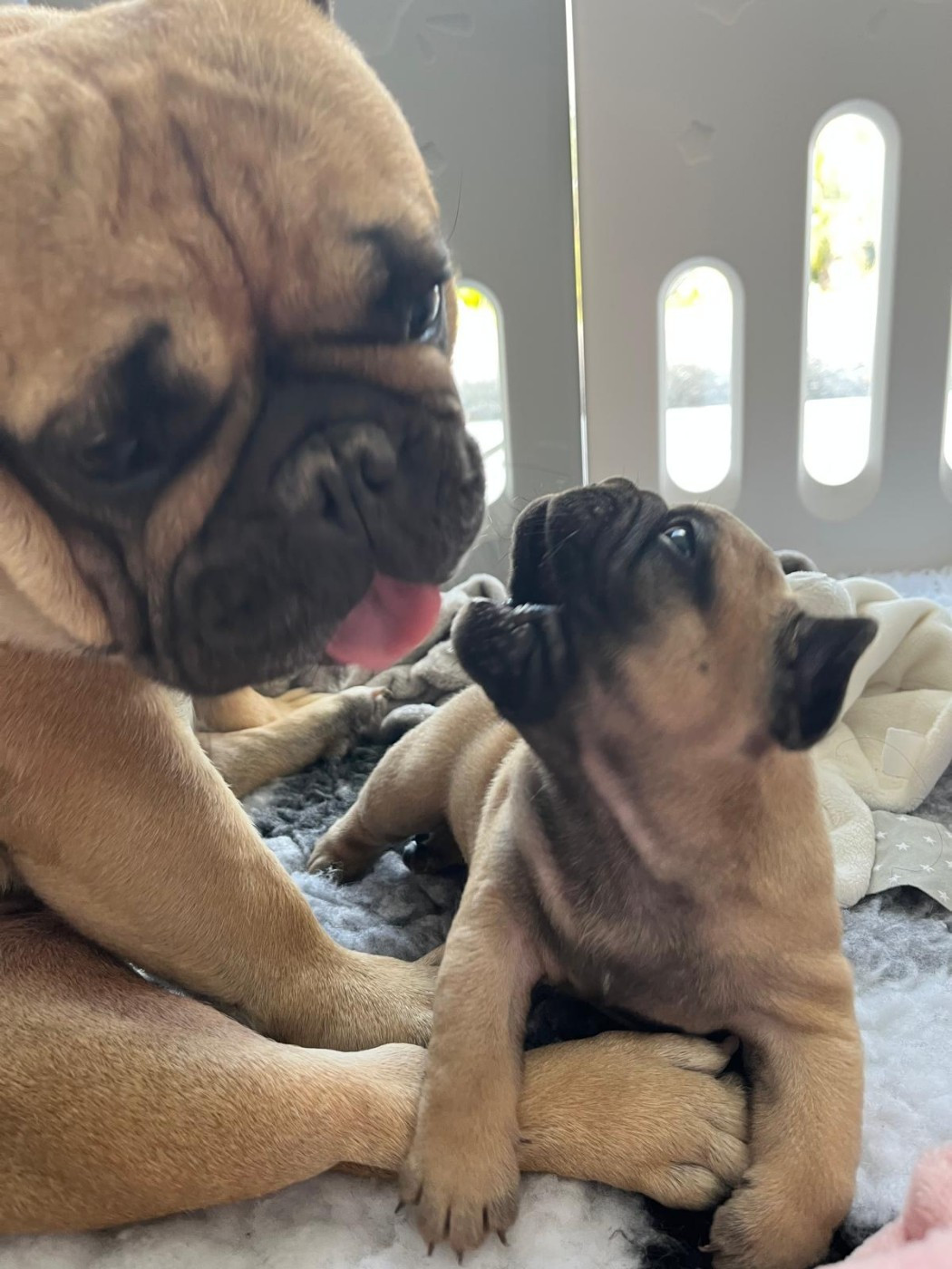 Elevage du Lac Marin - Chiots disponibles - Bouledogue français