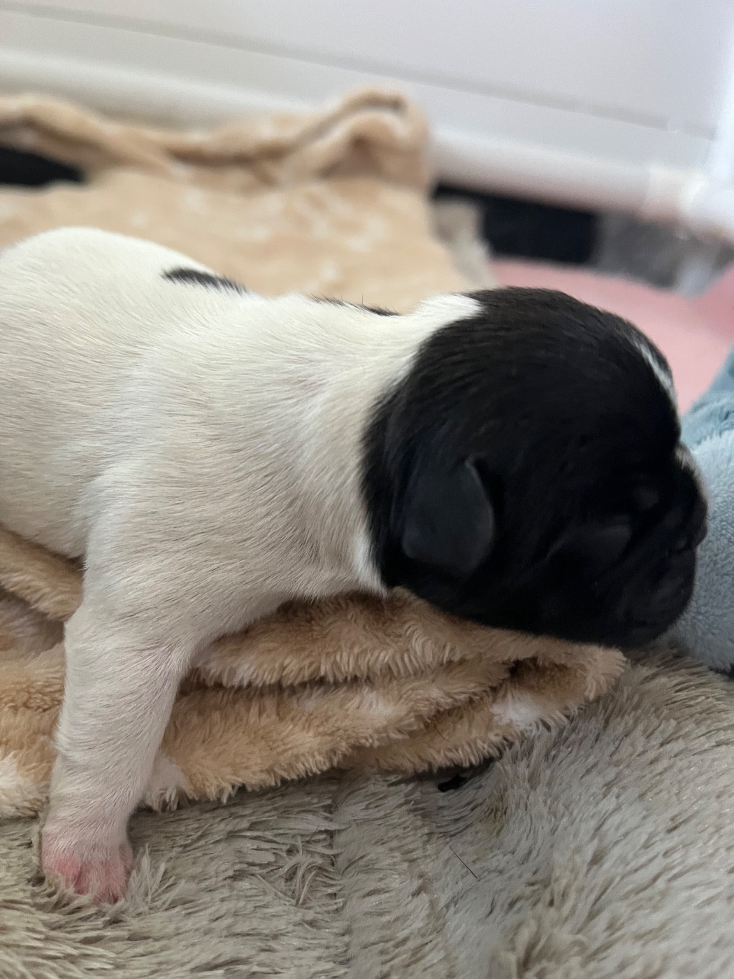 Elevage du Lac Marin - Chiots disponibles - Bouledogue français